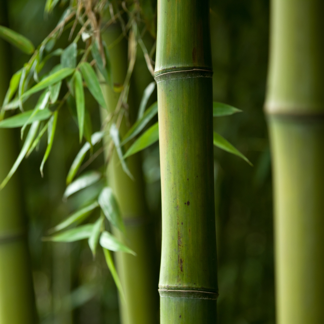 Bambussprossenextrakt