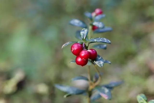 Preiselbeere für die Blase