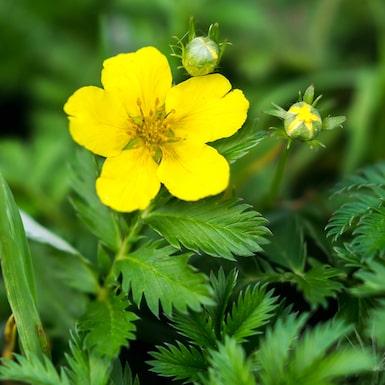 Gänsefingerkraut blüte